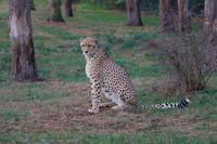 Gepard 1_1